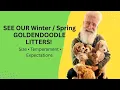 Live Puppy Walkthrough Current Upcoming Mini Goldendoodle Litters