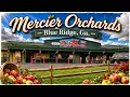 Hidden Blue Ridge Georgia Orchard Shop - Mercier Orchards Walkthrough