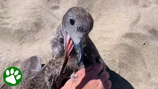 This Seagull Was Trapped on the Beach—Until These Kind People Stepped In!