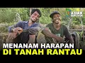  KERJA KERAS DAN KOLABORASI! INSPIRASI PETANI RANTAU DARI LAHAN TRANSMIGRASI KALIMANTAN
