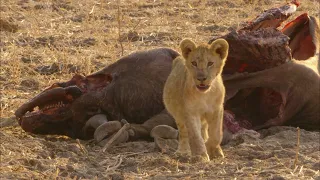 Africa's Hunters