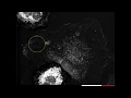 Label-free Live Cell Imaging Living Macrophages Marker-free imaged for 4 hours