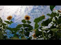 Download Lagu How sunflowers track the sun's movements