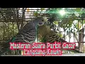 Download Lagu Masteran Suara Parkit Gacor Langsung Kawin