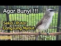 Download Lagu Suara Trucukan Nguplik Ropel Untuk Pancingan Trucuk agar bunyi | pancingan Trucuk Ombyokan