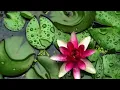 Relaxing Piano Music: Sleep Music, Meditation Music, Soothing Music, Calming Music ★77