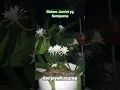 Download Lagu Wijaya Kusuma bermekaran tepat dimalam Jum'at.. #wijayakusuma #epiphyllum #queenofthenight