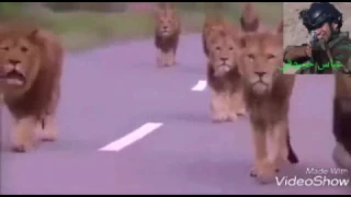 اناشيد الحشد الشعبي 