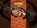 Lahmacun
