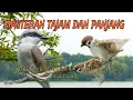 Download Lagu masteran tajam dan panjang 🔥 jingjing petulak dan gereja tarung