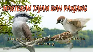 masteran tajam dan panjang jingjing petulak dan gereja tarung