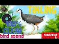 Download Lagu Huni Ng tikling 100% clear#bird sound