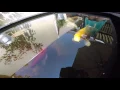 Download Lagu Gopro 4 in vijver met koi's en goudvissen