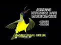 Download Lagu MASTERAN BURUNG SOGON CILILIN VS CIGUN !!!DI JAMIN MASUK