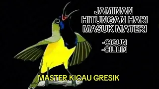 masteran burung sogon cililin vs cigun di jamin masuk