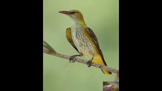 صوت طائر الصفاري البلبل 2023 Syrianhunter3008 