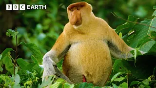 Meet The Long-Nosed Monkey Asia Fun Facts BBC Earth Kids
