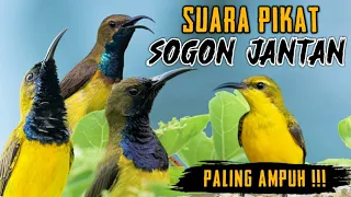 Download Suara Pikat Sogon Paling Ampuh || Pikat sogon ribut Ampuh,, Pikat sogon jantan MP3