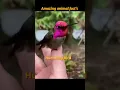 Download Lagu “This Tiny Hummingbird Shocked Scientists! 🐦 Amazing Facts #Shorts”
