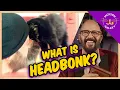What is HEAD BONK Cat Head Butting Cat Daddy Dictionary