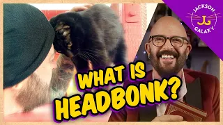 What is HEAD BONK Cat Head Butting Cat Daddy Dictionary