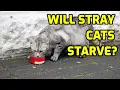 What Happens If I Stop Feeding Stray Cats