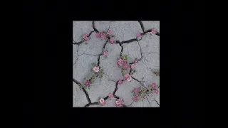 انشودة طويل الشوق بدون موسيقى 