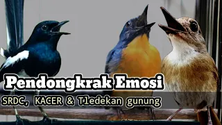 srdc tledekan gunung dan kacer langsung emosi dengar ini