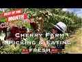 CHERRY SEASON Cherry Farm Cherry Picking Eating