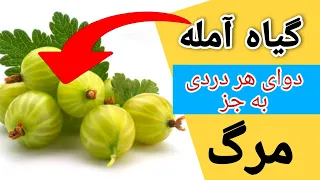 گیاه آمله چیست    برای تقویت بدن ضعیف چی بخوریم   تقویت مغز دندنها