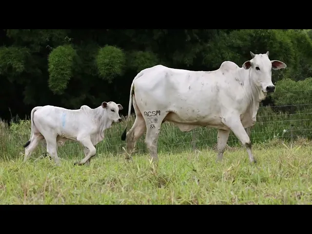 Matriz Nelore ACSM - 200