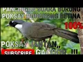 Download Lagu PANCINGAN SUARA BURUNG POKSAY HONGKONG BETINA ,POKSAY JANTAN 100% NYAUT GACORR