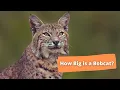 How Big is a Bobcat