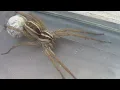 Wolf Spider With Egg Sac - Before and After Hatching