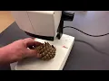 How to use a Dissection Microscope