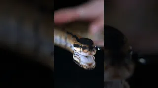 معلومات صادمة عن الثعابين لا تعرفها من قبل 