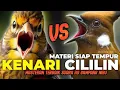 Lagu Materi mahal!!! MASTERAN KENARI SAMBUNG CILILIN || KENARI VS CILILIN || KANARI GACOR CILILIN GACOR