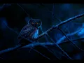 Download Lagu Owls Hoot \u0026 Frogs, Crickets At Night,  Ambient Nature Sounds For Sleep \u0026 Relaxation.🦉🐸😴🎧🦗