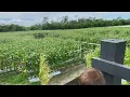 Huge Family Fun Corn Maze At Farmer Mikes in Southwest Florida