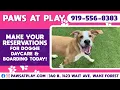 Osprey32 Indoor Digital Billboards Raleigh NC Paws at Play Wake Forest NC