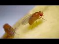 Complete Life Cycle of the Fruit Fly