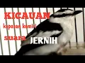 Lagu MASTERAN BURUNG KAPASAN KEMIRI GACOR SUARA JERNIH#kapasankemiri#kapasankemirigacor#