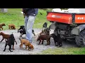 Absolute heaven 101 Coonhound puppies and no Cruella Deville