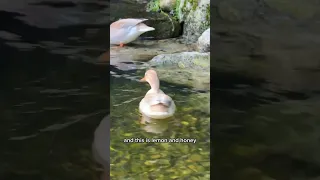 A little information about my Australian spotted ducks (that aren’t really Australian) 🦆