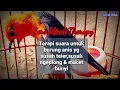 Download Lagu Smart Mastering - Zero Mind Therapy (khusus burung anis)