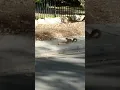 Squirrels in mourning