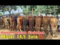 Download Lagu Grobohan 14 Jutaan‼️ Harga Sapi Bakalan Awal Bulan Di Pasar Hewan Gondanglegi Malang.
