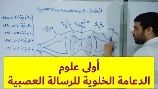 الدعامة الخلوية للرسالة العصبية الجزء1 النشاط 45 