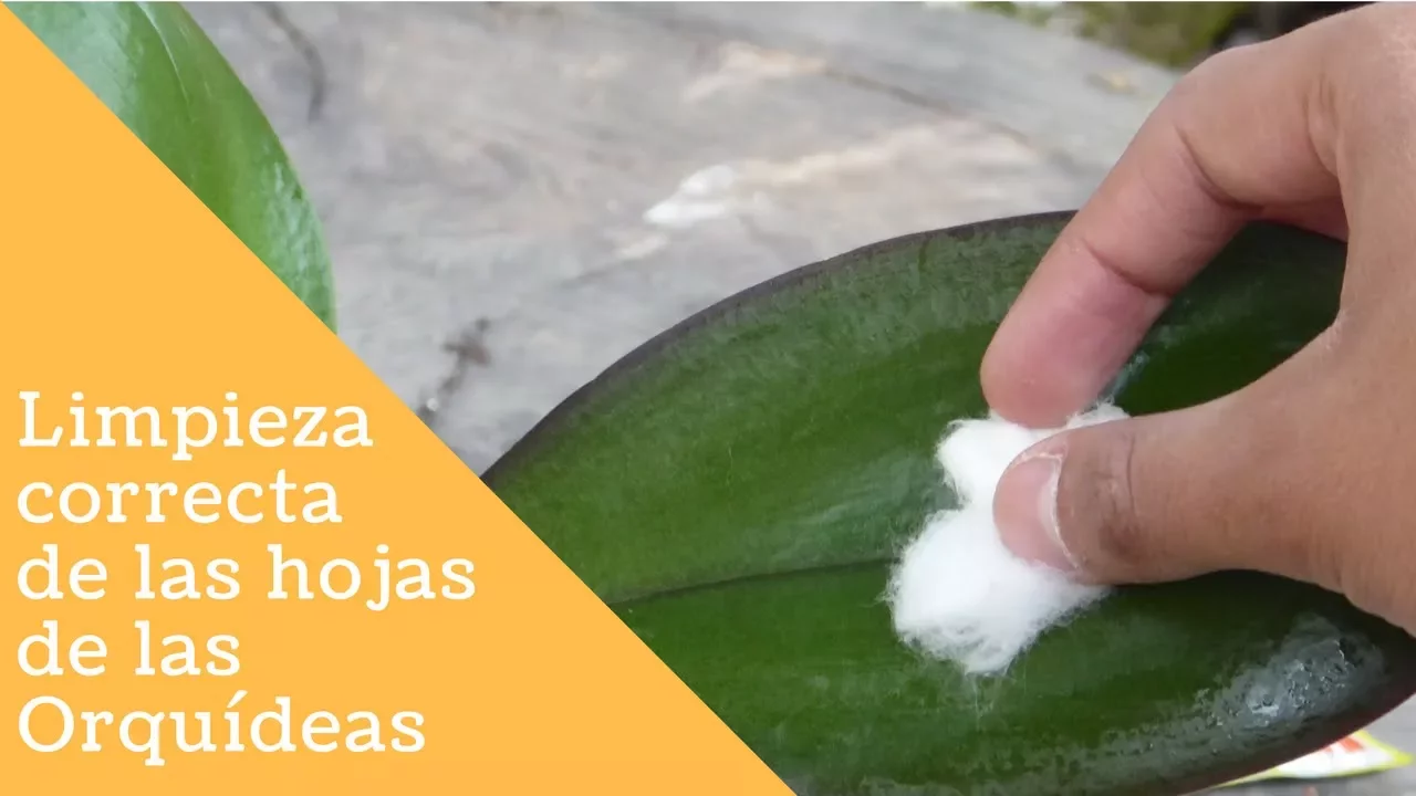 LIMPIAR Y ABRILLANTAR LAS HOJAS DE LAS ORQUÍDEAS ORQUIPLANET