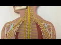 CCC Online Biology Lab - major nerves of the nervous system labeled and unlabeled